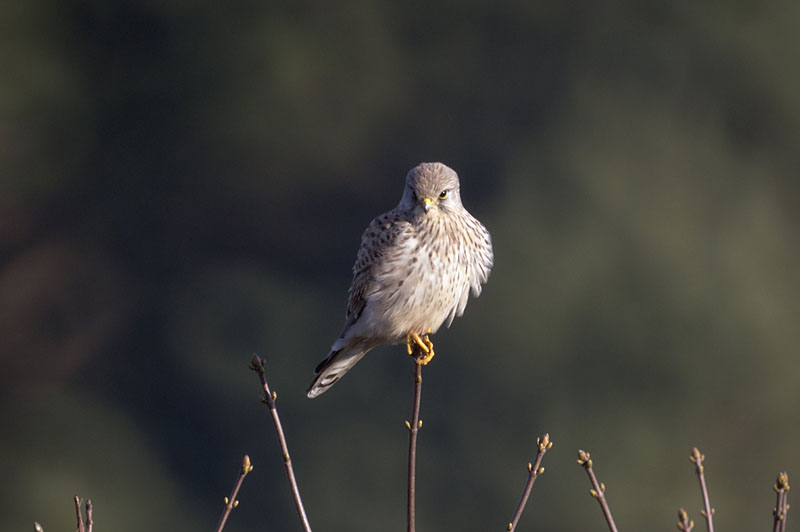 Bussard